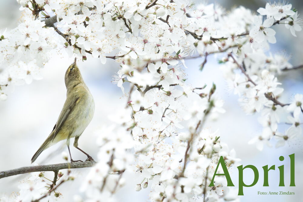 Zilpzalp auf Insektenfang